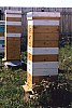 hive -75.jpg hive -75.jpg